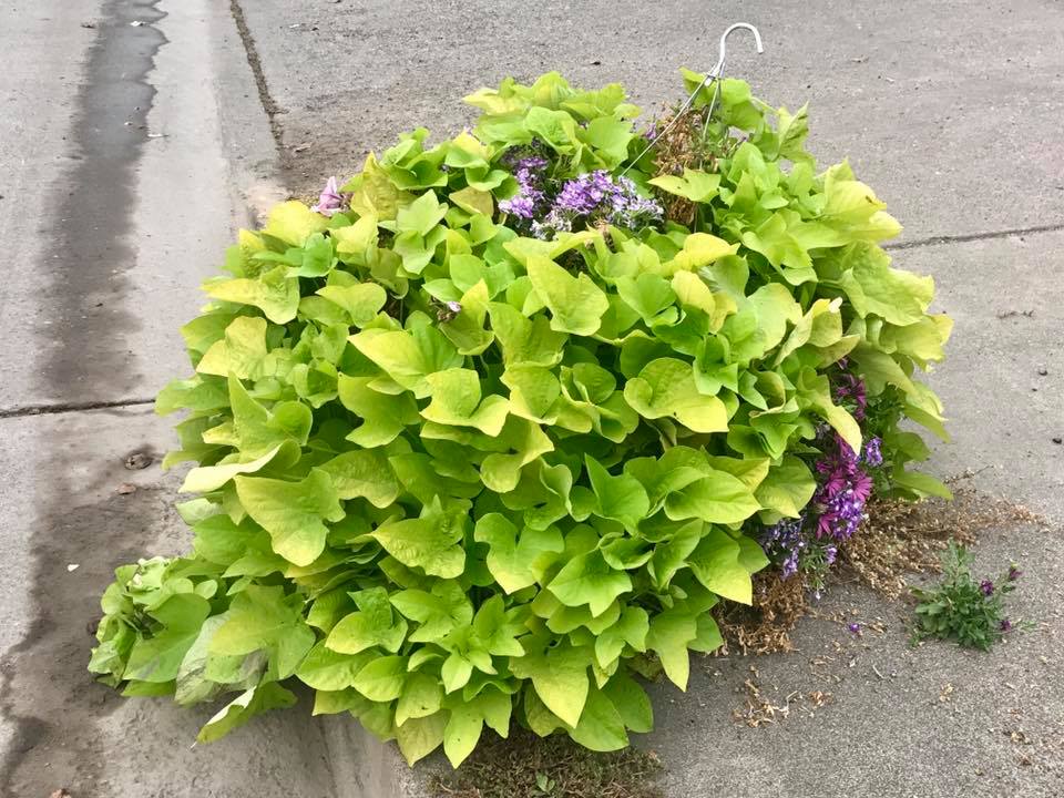 21317594_1522376877850456_6185474697280372236_n (1)